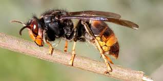 Een hoornaar herkennen is niet makkelijk en het zelf bestrijden is al helemaal niet aan te raden. Aziatische Hoornaar In Opkomst In Europa Nu Het Laatste Nieuws Het Eerst Op Nu Nl
