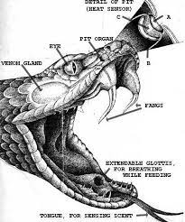 Rattlesnake Pit Viper Head Illustration Tatoeages Slang