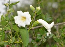 Image result for Amphilophium