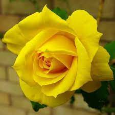 pin by dan chihaia on ร วมโลก beautiful flowers yellow rose flower flower pots