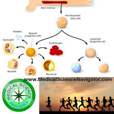 Pin On Immune System