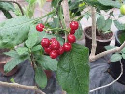 Image result for Psychotria kirkii