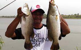 Mengapa tidak, ikan yang memiliki harga ekonomis yang dibutuhkan banyak orang terutama ibu rumah tangga sebagai lauk teman makan nasi serta. 5 Umpan Ikan Kakap Putih Atau Baramundi Di Jamin Ampuh