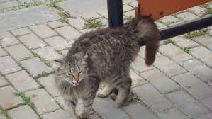 benim cekimlerim panosundaki pin