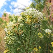 Image result for Asclepias albens