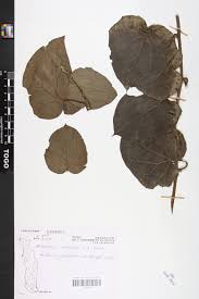 Image result for Mikaniopsis