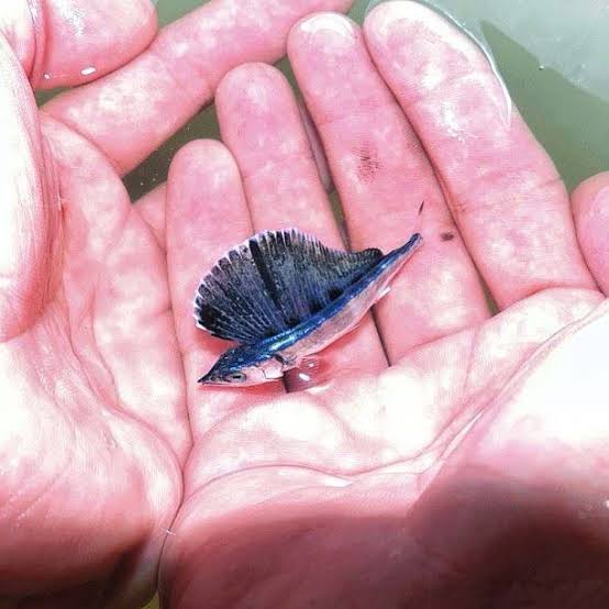 Baby Blue Marlin : r/interestingasfuck