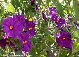 Plantfiles Pictures Blue Potato Bush Paraguay Nightshade Blue Lycianthes Lycianthes Rantonnei By Happenstance Blue Potatoes Picture Nightshade
