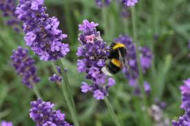 Image result for bumblebee on lavender