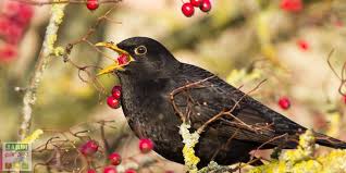 Quels Arbustes Pour Attirer Les Oiseaux Jardipartage