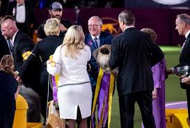 Those hoping to attend the competition in person are out of luck this year: Westminster Dog Show 2021 The Flavor Of The Moment Is Wasabi The New York Times
