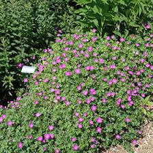 Image result for Geranium sanguineum Max Frei