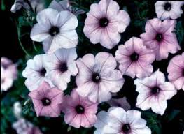 You can find seed packages that contain a mixture of different colored wave petunias so that your hanging baskets or. Tidal Wave Silver Petunia Fedco Seeds
