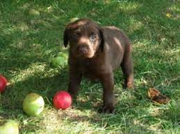 Moose pekar of greendale, mh is a handsome dog. Labrador Retriever Puppies In Minnesota