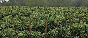 Herbicide Stewardship Diagnosing Suspected Herbicide Damage In Tomatoes
