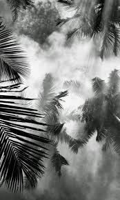 Black And White Plants Aesthetic Desvre Nature Palm Trees Plant Photography