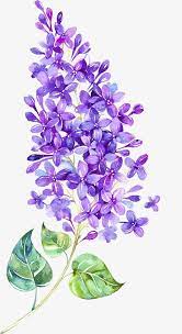 Akwebajans Com Lilac Painting Flower Drawing Watercolor Flowers Paintings