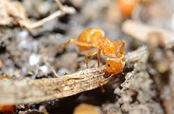 New canaan, connecticut is in fairfield county. Citronella Ants Pest Control Near Me Rated 1 In Ctapollox