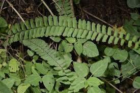 Image result for Adiantum comorense