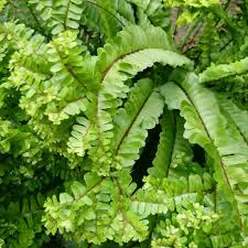 Image result for Asplenium mannii