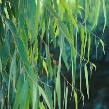 Image result for Eucalyptus citriodora