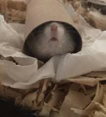 A Few Bits For Hamsters : 5 Steps - Instructables