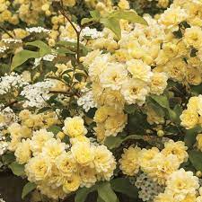 Pin By Robin Barrett On In Linden Woods Yellow Climbing Rose Climbing Roses Yellow Shrubs