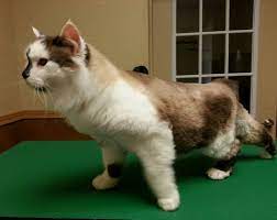 Long Haired Cat Plush Haircut Long Hair Cat Grooming Long Haired Cats Cat Grooming Cats