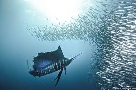 The World S Fastest Animals On Land Sea And Air Underwater Photography Underwater Animals