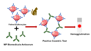 Image result for Indirect Coombs