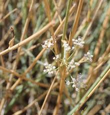 Image result for Deverra burchellii