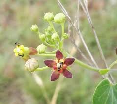 Image result for Pentarrhinum