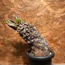 Image result for Euphorbia mlanjeana