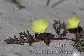 Image result for Grielum