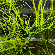 Image result for Pogostemon aquaticus