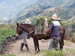 Breathing style & demon never not a member of pastebin yet. Sustainability Champion Angela Pelaez Of Rgc On Including Farmworkersdaily Coffee News By Roast Magazine