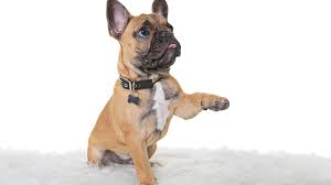 We did not find results for: What To Do If Your Dog Has Nail Problems