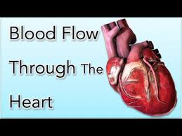 Blood Flow Through The Heart Animation Made Easy