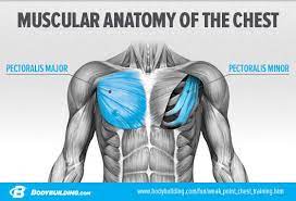 Of course, these are not all exercises that can help. Wimpy Chest No More 3 Chest Routines For Massive Growth