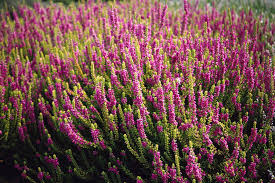 Image result for Calluna vulgaris