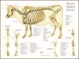 It's tough, but when cooked low and slow, it has a nice texture that allows it to shred apart. Skeletal Anatomy Of The Cow Poster Animal Skeletons Cow Bones Cow