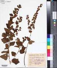 Image result for Hermannia eenii