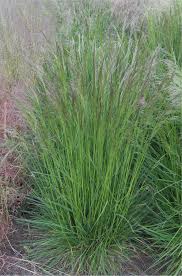 The genus is widespread across many countries. Deschampsia
