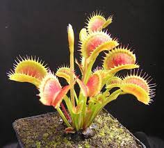 The Venus Fly Trap Shop Carnivorous Plants Terrarium Carnivorous Plants Plant Pot Design