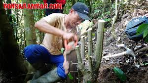 Download mengenal tanaman wareng di alam #bonsaiberduri #bonsaiwareng #bonsainasional. Jenis Tanaman Asli Indonesia Yang Bisa Di Bonsai Bonsai Lambar Bonsailambar Com