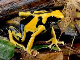 Black And Yellow Dart Frog Poison Dart Frog Pictures National Geographic Poison Dart Frogs Frog Pictures Dart Frog