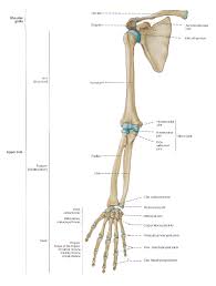 A fracture (broken bone) or a sprain in the arm due to a fall may. Anatomy Of Left Arm Anatomy Drawing Diagram