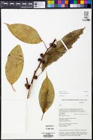 Image result for Ficus oreodryadum