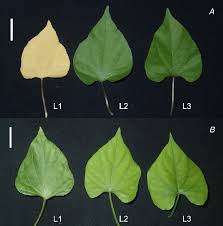 Image result for Ipomoea ephemera