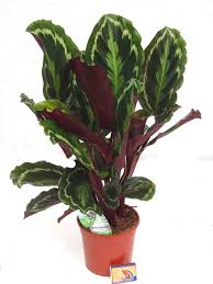 If you are interested in buying these, watch for the name calthea insignis because that is the rattlesnake plant's former scientific name. Calathea Medallion Luftreinigende Zimmerpflanzen Kaufen Herausragende Qualitat Harro S Pflanzenwelt